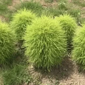 夢の持つ意味のサムネイル