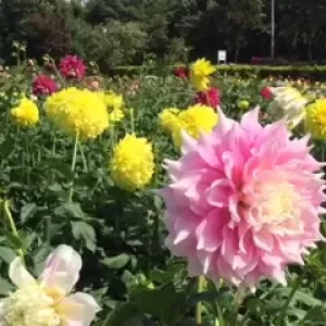 NLPの概論のサムネイル