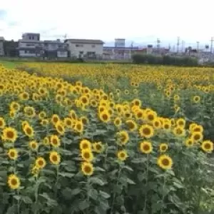 夏休みの思い出・意味論と語用論のサムネイル